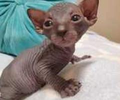 Gorgeous Sphynx Babies For sell - Agdangan