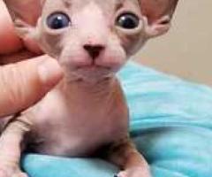 Gorgeous Sphynx Babies For sell - Agdangan