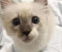 Excellent Pedigree Birman Kittens WhatsApp Me ( +63-915-353-9031 ) - Agdangan