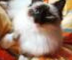 Excellent Pedigree Birman Kittens WhatsApp Me ( +63-915-353-9031 ) - Agdangan