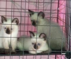Siamese x himalayan for rehoming - Pasay