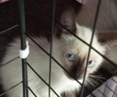 Siamese x himalayan for rehoming - Pasay