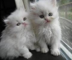 Persian kittens New Addition to your family for sale - Quezon City