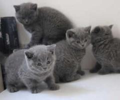 Precious british shorthair kittens available - Manila