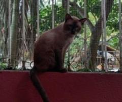 Siamese car for sale - Quezon City