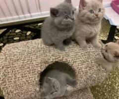 Super excellent bsh kittens - Marikina