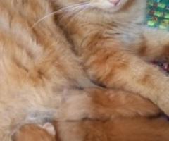 Pure persian kittens - Baguio City