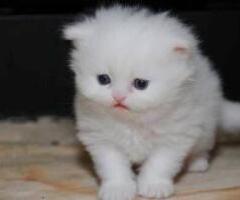 Persian kittens for sale - Manila
