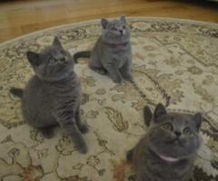 Smart kittens for adoption - Marikina