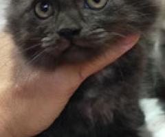 Persian Cat - Quezon City