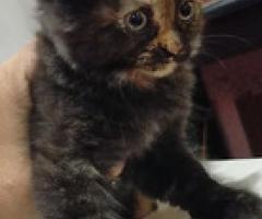 Persian Cat - Quezon City