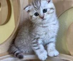 Cute Scottish Fold Kittens Kitten - Cebu City