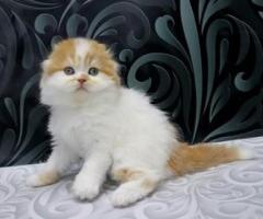 Cute Scottish Fold Kittens Kitten - Cebu City