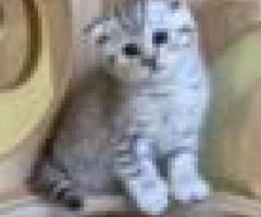 Cute Scottish Fold Kittens Kitten - Cebu City