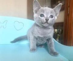 Russian blue kitten - Cordova