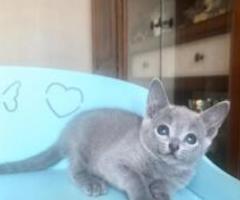 Russian blue kitten - Cordova