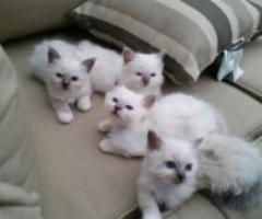Stunning Birman kittens - Roxas City