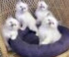 Stunning Birman kittens - Roxas City