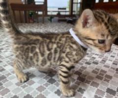 Amazing Bengal Kitten - Tagaytay City