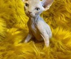 Sphynx Kittens Available - Mambusao