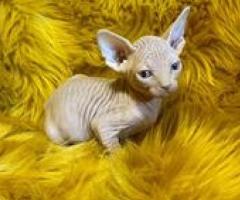 Sphynx Kittens Available - Mambusao