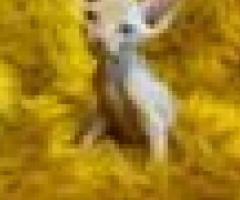 Sphynx Kittens Available - Mambusao