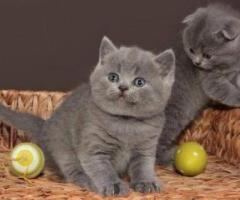 British Shorthair Kittens - Tagoloan