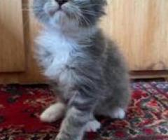 Maine Coon Kittens - San Antonio