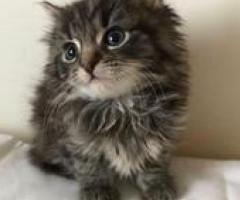 Maine Coon Kittens - San Antonio