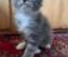 Maine Coon Kittens - San Antonio