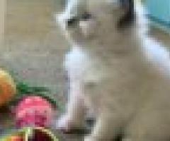 Purebred Ragdoll kittens - Milagros