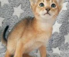 Abyssinian Kittens - Nasipit