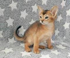 Abyssinian Kittens - Nasipit