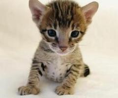 Amazing Savannah Kittens - Pinamungahan