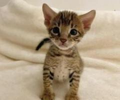 Amazing Savannah Kittens - Pinamungahan