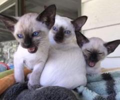 Siamese kittens - Ginatilan