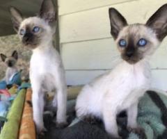 Siamese kittens - Ginatilan