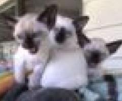 Siamese kittens - Ginatilan