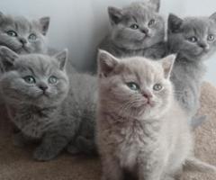 Super active and healthy shorthair kittens - Pasig