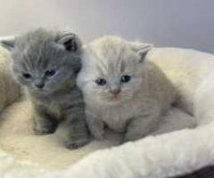 Charmy little kittens ready for their new forever parents - Oas