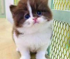 Genuine standard (short legged) munchkin kitten - Lian