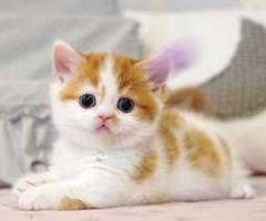 Munchkin kitten for adoption - Sabtang