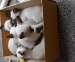 Siamese kittens and cats for sale - Quezon City