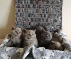 British shorthair kittens for adoption - Manila