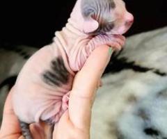 Adorable Show Sphynx kittens - Manila
