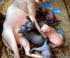 Adorable Show Sphynx kittens - Manila