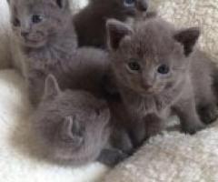Male and female Russian Blue Kittens - Calamba City