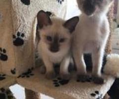 Beautiful Siamese kittens for sale - Manila