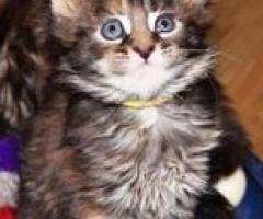 Great Companion Maine Coon Kittens - Datu Piang