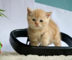 Persian kittens - Meycauayan